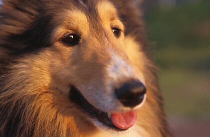 dog13.jpg (21221 oCg)
