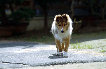 dog15.jpg (25292 バイト)