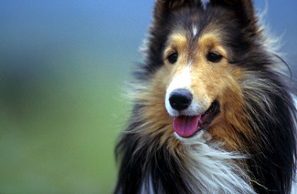 dog16.jpg (26605 oCg)