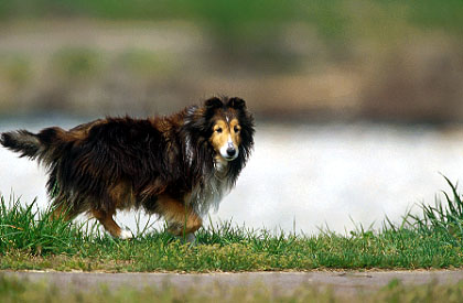 dog17.jpg (32927 oCg)