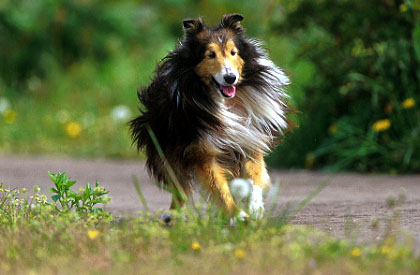 dog18.jpg (32311 oCg)
