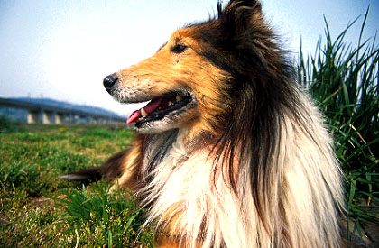 dog19.jpg (52640 oCg)