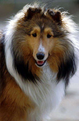dog20.jpg (30010 oCg)