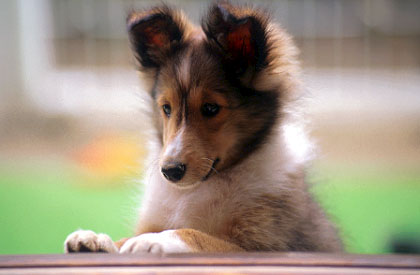 dog21.jpg (21692 バイト)