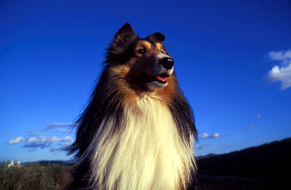 dog23.jpg (22922 oCg)