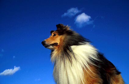 dog3.jpg (19225 oCg)