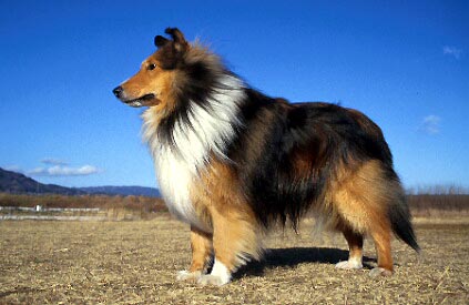 dog6.jpg (32685 oCg)